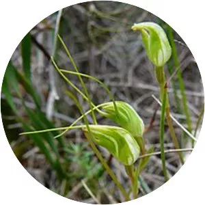Pterostylis pedoglossa - 