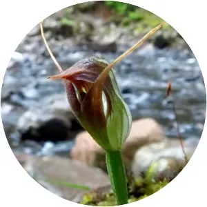 Pterostylis pedunculata - 