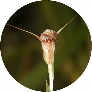 Pterostylis - Plants