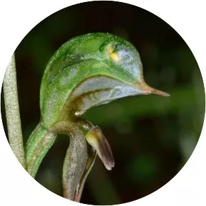 Pterostylis pusilla