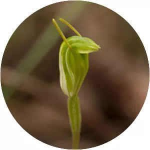 Pterostylis pyramidalis - 