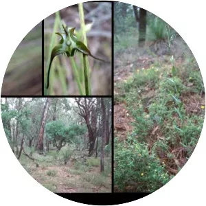 Pterostylis recurva - 