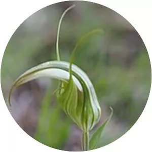 Pterostylis reflexa