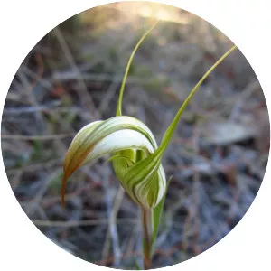 Pterostylis revoluta - 