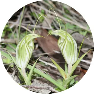 Pterostylis robusta - 