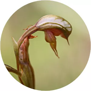 Pterostylis rufa