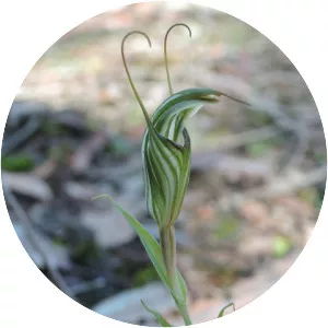 Pterostylis striata