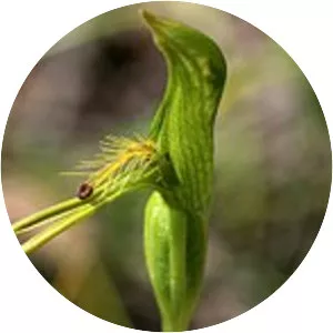 Pterostylis tasmanica