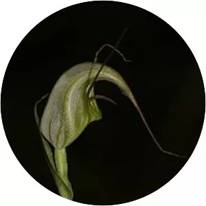 Pterostylis tenuissima - 