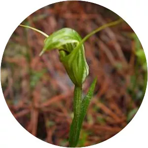 Pterostylis trullifolia