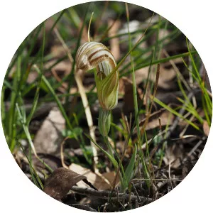 Pterostylis truncata - 