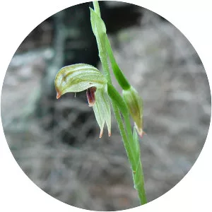 Pterostylis tunstallii