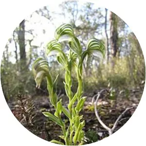 Pterostylis vittata - 