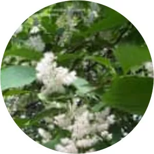 Pterostyrax hispidus - Plants