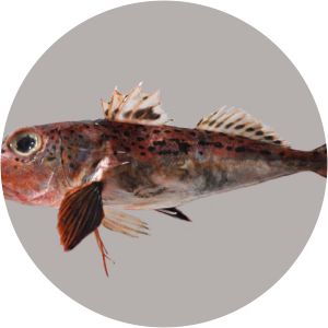 Pterygotrigla hemisticta - 