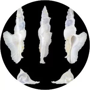 Pterynotus elongatus