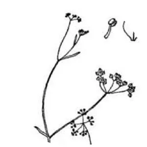 Ptilimnium nodosum - Plants