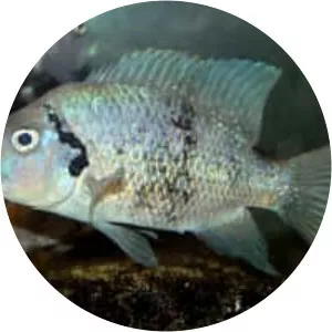 Ptychochromis oligacanthus