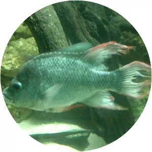 Ptychochromis
