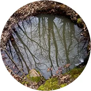 Puddle photograph