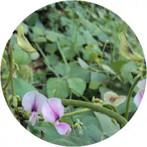 Pueraria phaseoloides