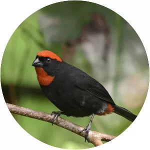 Puerto Rican bullfinch
