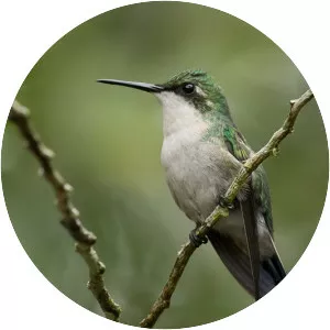 Puerto Rican emerald