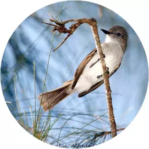Puerto Rican flycatcher - Bird