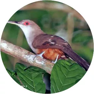 Puerto Rican lizard cuckoo