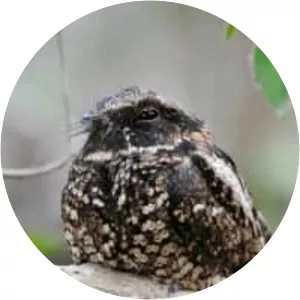 Puerto Rican nightjar