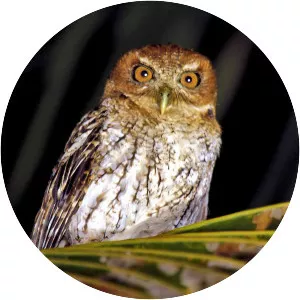 Puerto Rican screech owl