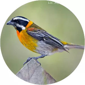 Puerto Rican spindalis