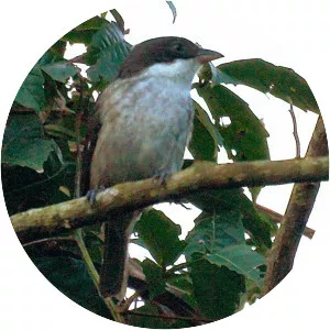 Puerto Rican tanager