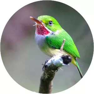Puerto Rican tody