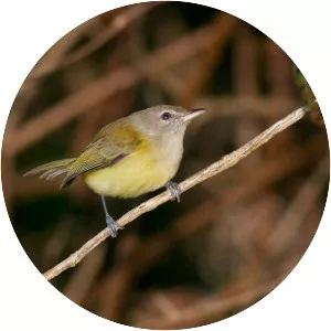 Puerto Rican vireo
