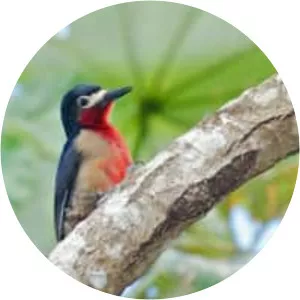 Puerto Rican woodpecker