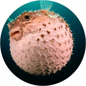 Pufferfish