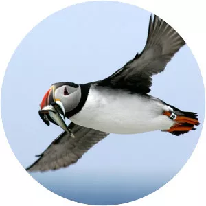 Puffin