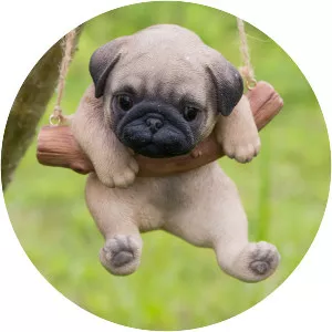 Pug