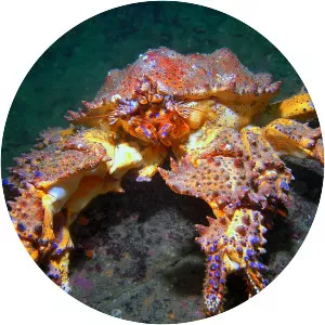 Puget Sound king crab - Animal