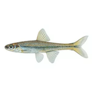 Pugnose minnow