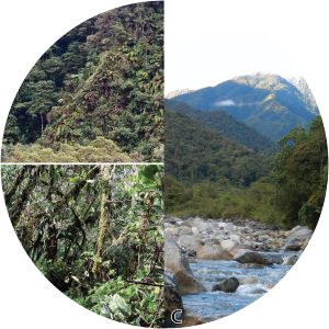 Pui Pui Protection Forest - National forest in Peru