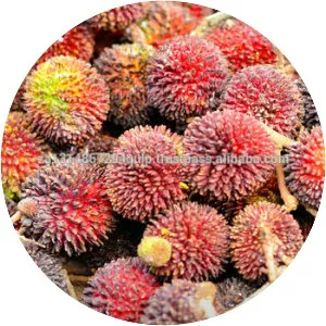 Pulasan