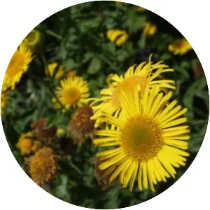 Pulicaria dysenterica - Plants