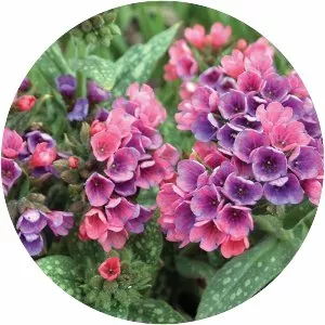 Pulmonaria