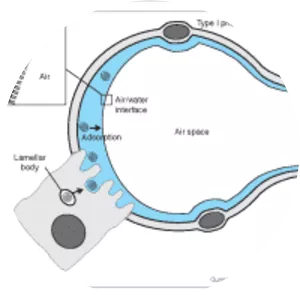 Pulmonary surfactant - 