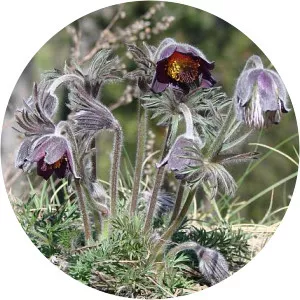 Pulsatilla pratensis