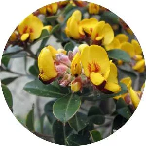 Pultenaea daphnoides - Plants