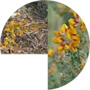 Pultenaea gunnii