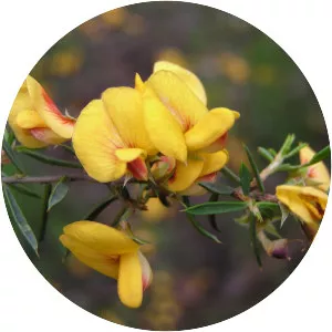 Pultenaea juniperina